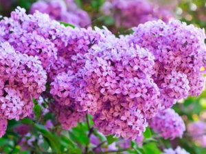 Фото із мережі Інтернет