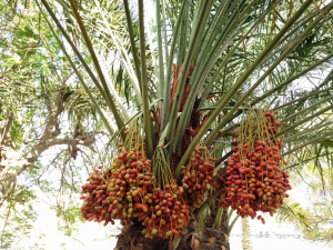 Фініки - фото з відкритих джерел