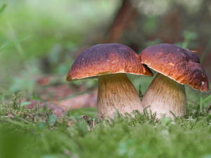 Фото з відкритих джерел