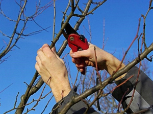 Які рослини обов’язково обрізати в грудні: поради садівників - фото з відкритих джерел