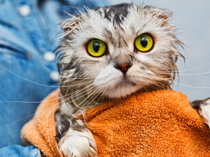 Чи потрібно мити кота - фото з відкритих джерел