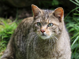Фото з відкритих джерел