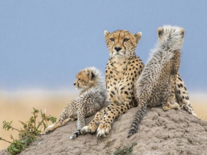 Фото проєкту «Пам’ятай про дику природу»