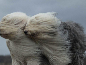 Фото із мережі Інтернет