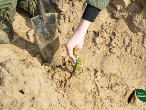 Фото пресслужби "Східного лісовго офісу"