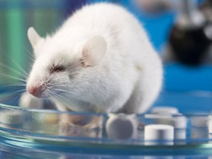 Фото із мережі Інтернет