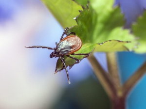 Як позбутися кліщів на дачній ділянці: поради для городників