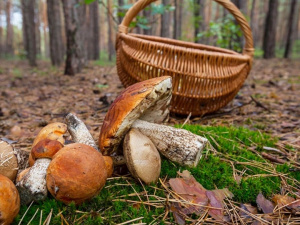 Як відрізнити їстівний гриб від отруйного - фото з відкритих джерел