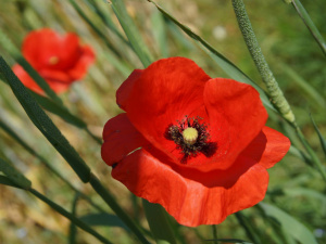 День пам'яті та перемоги над нацизмом у Другій світовій війні - фото з відкритих джерел