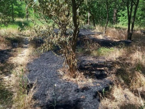 У Покровському районі вогонь знищив два гектари зелених насаджень