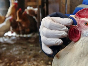 Фото з відкритих джерел