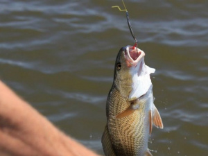 Фото із мережі Інтернет