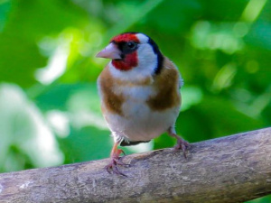 Фото Анатолія Сальніка