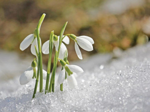Фото ілюстративне з відкритих джерел     