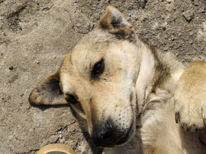 Фото редакції krivbass.city 