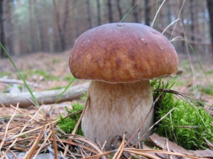 Білий гриб - фото з відкритих джерел