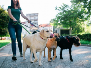 Як і коли вигулювати собаку - фото з відкритих джерел