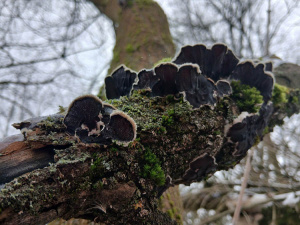  Фото: "Гриби України".