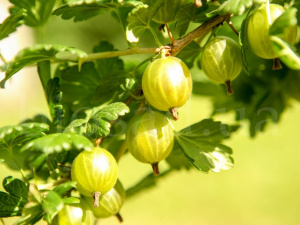 Фото з відкритих джерел 
