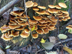 Опеньок зимовий - фото з відкритих джерел