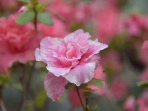 Фото: Криворізький ботанічний сад