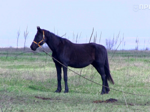 Фото ГО "Прихист"