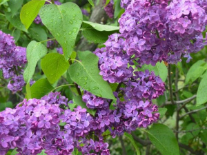 Фото із офіційної сторінки Криворізького ботанічного саду НАН України у соціальній мережі Facebook