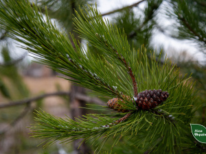 На Дніпропетровщині розпочали роботу різдвяні ярмарки філії "Східний лісовий офіс": де придбати ялинку від виробника