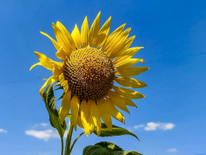 Заборонено сумувати та конфліктувати 26 липня: прикмети та традиції цього дня