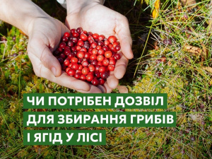 Грибників штрафують: за що можуть покарати криворіжців в лісі