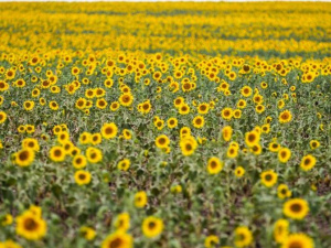 Фото проєкту Ukraїner