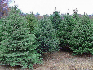 Як обрати ялинку до новорічних свят - фото з відкритих джерел