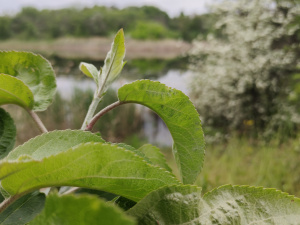 Фото редакції krivbass.city