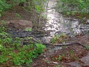 Фото: Юлія Гордієнко (Facebook)