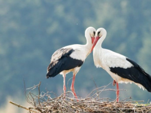 Фото із мережі Інтернет