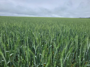 Посівна, фото пресслужби Криворізької РВА