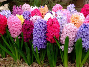 Догляд за гіацинтами - фото з відкритих джерел