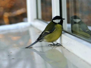 Пернаті вісники: що пророкують птахи біля вашого вікна - фото з відкритих джерел