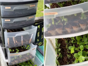 Як недорого зробити компактну міні теплицю для зелені: простий лайфхак