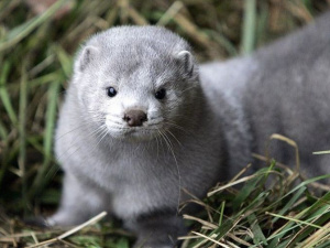 Фото із мережі Інтернет