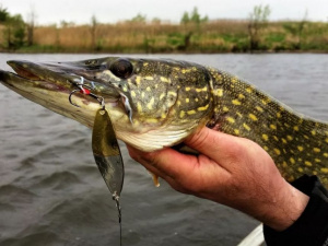 Вилов щук, фото з відкритих джерел 
