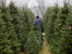 Продаж ялинок, фото з відкритих джерел 
