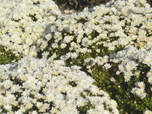 Криворіжців запрошують на «Бал хризантем» до ботанічного саду