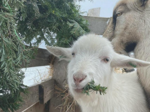 фото реабілітаційного центру «Зелений гай» 