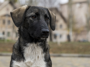 За перші місяці 2023 року на Дніпропетровщині зареєстрували 11 випадків сказу тварин: це половина від загального минулорічного показника
