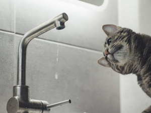 Фото з відкритих джерел