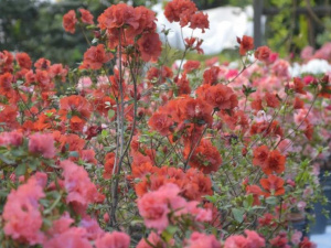 Фото: Криворізький ботанічний сад