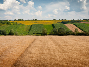 Вихід із "сірої оренди": відтепер аграрії мають сплачувати мінімальний податок