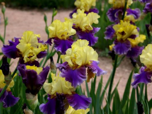 Фото з відкритих джерел