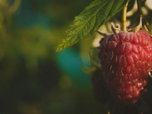 Що і коли садити в липні - фото з відкритих джерел